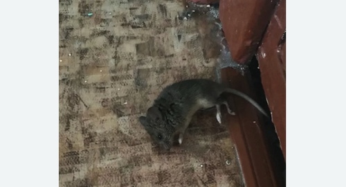 Дезинфекция от мышей в Нагатино-Садовниках города Москвы